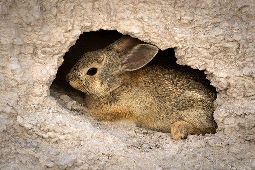 Bunny in a Hole in Badlands National Park