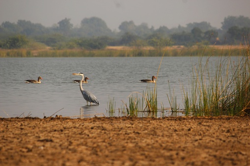 Natural view of wetland