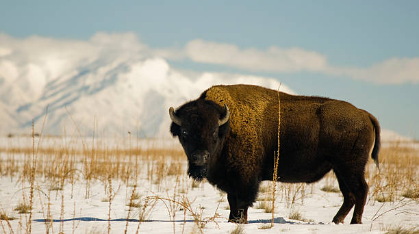 istock Buffalo on Antelope Island 146952508