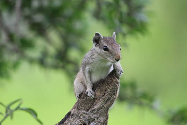 istock Indian palm squirrel with green background 1469525322