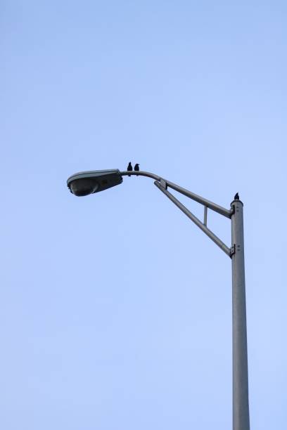 Lamp with pigeons in Funchal, the main city on the Portuguese island Madeira
