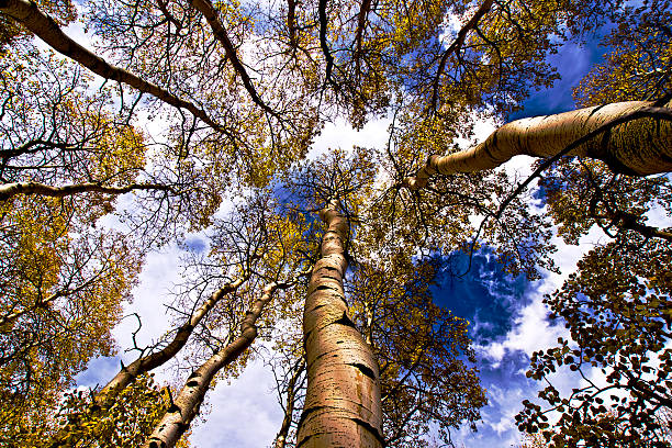 Círculo de Aspen. - foto de stock