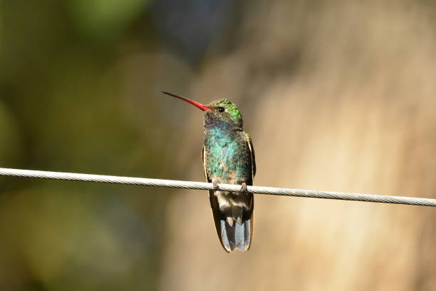 istock Broad-billed Hummingbird Perched on a Wire 1469526774