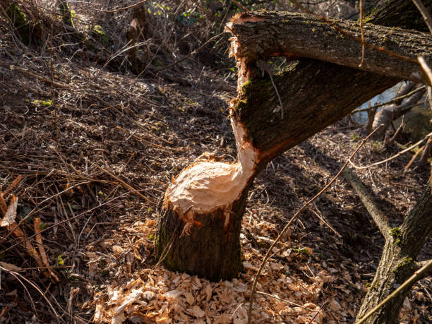 istock Beavers have worked at the small river 1469527574