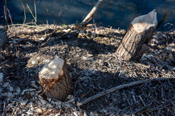 istock Beavers have worked at the small river 1469527590