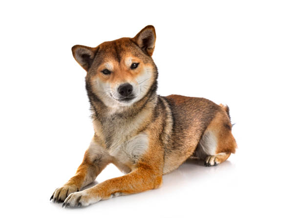 istock shiba inu in studio 1469527645