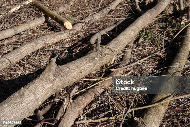 Beavers Have Worked At The Small River Stock Photo - Download Image Now - Alder Tree, Animal, Animal Teeth