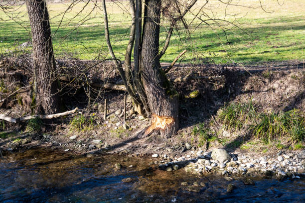 Beavers are expert dam builders and architects of aquatic ecosystems. Here's how they work:Building Dams: Beavers use their strong front teeth to cut down trees and branches, which they use to construct dams across streams and rivers. The dams create deeper water, which provides protection from predators and easier access to food. The dams also help control the flow of water, which can prevent flooding downstream.Creating Lodges: Beavers build lodges out of sticks and mud in the ponds created by their dams. The lodges have underwater entrances, which provide safety and protection from predators.Food Gathering: Beavers are herbivores, and they primarily eat bark, leaves, and twigs from trees and shrubs. They use their sharp teeth to strip bark from trees, and they store branches underwater near their lodges to eat during the winter months when food is scarce.Maintaining Dams: Beavers are constantly working to maintain and improve their dams. They patch holes and leaks with mud and sticks, and they add new material to the dam to keep the water level high.Overall, beavers are essential members of their ecosystems, as their dam building activities create habitats for a variety of other species, including fish, birds, and amphibians.