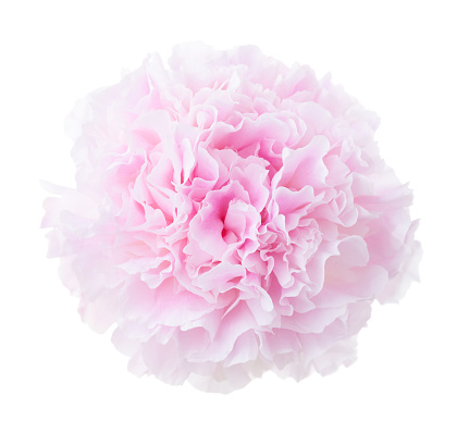 Light pale pink Peony isolated on white background. Close-up