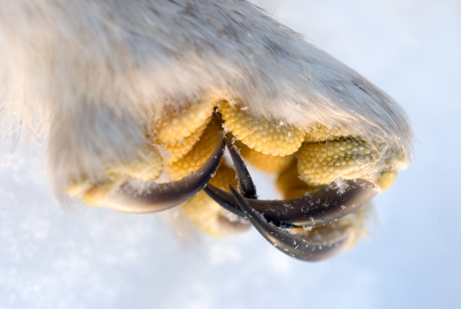 Close up of Barred owl talons and feather foot/leg with a slight dusting of snow on them.  The feathered foot highlights the insulation quality given these birds of prey