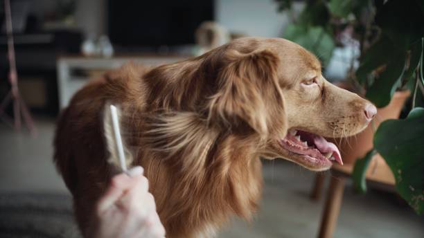 istock A woman's hand is combing a dog ( Nova Scotia Retriver )with a comb. 1469528829