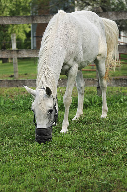 Arabian Horse with Grazing Muzzle Arabian Horse with Grazing Muzzle - Arabian horse wears grazing muzzle in pasture to help prevent or treat laminitis or founder restraint muzzle photos stock pictures, royalty-free photos & images