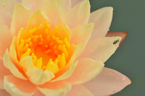 The fly and lotus stock photo