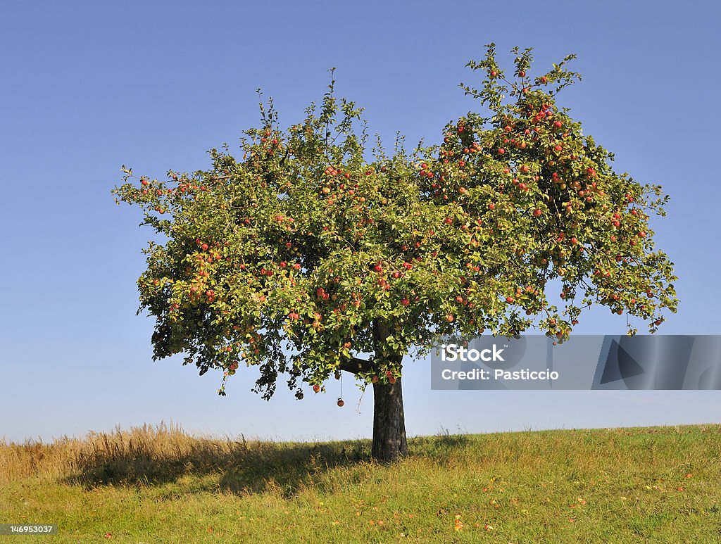 Apple tree fully laden with ripe apples Apple tree fully laden with ripe red apples on a sunny cloudless day. Apple Tree Stock Photo