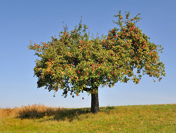 Apple tree fully laden with ripe apples Apple tree fully laden with ripe red apples on a sunny cloudless day. apple tree stock pictures, royalty-free photos & images