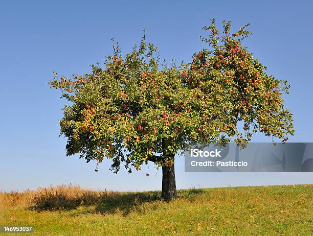 Apple Tree Fully Laden With Ripe Apples Stock Photo - Download Image Now - Apple Tree, Apple Orchard, Red