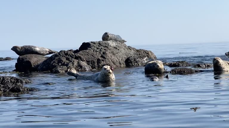 Seal with badly damaged eye