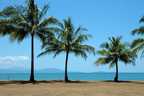 istock Palm trees by the ocean in Australia 146953529