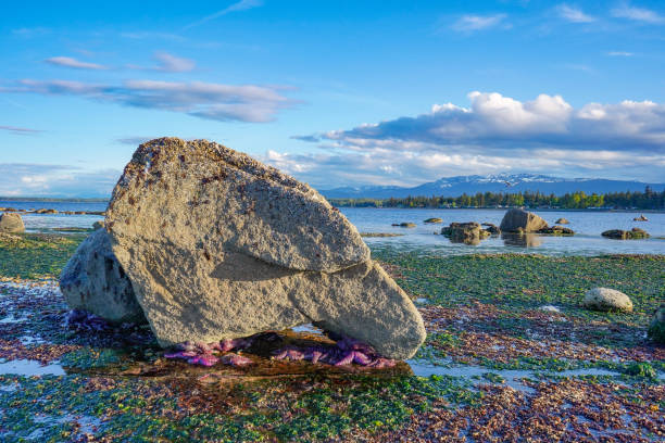 Starfish on the beach in Campbell River, Vancouver Island, BC, Canada Starfish on the beach in Campbell River, Vancouver Island, BC, Canada stars in your eyes stock pictures, royalty-free photos & images