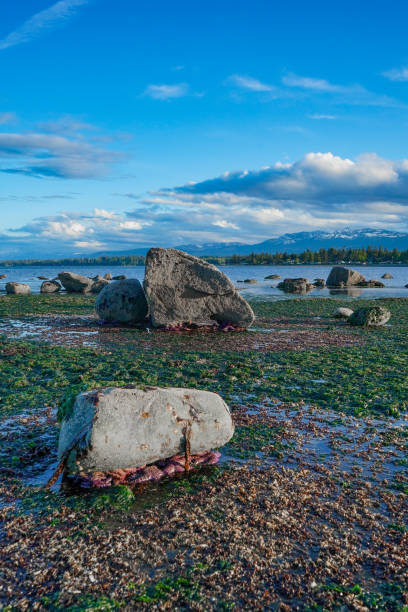 istock Starfish on the beach in Campbell River, Vancouver Island, BC, Canada 1469536675