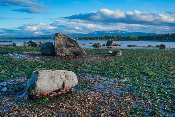Botanical Beach rocky shelf shoreline in Juan de Fuca Provincial Park near Port Renfrew BC.
