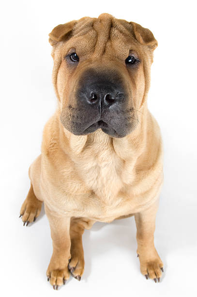istock Shar Pei Puppy Sitting Up 146953675
