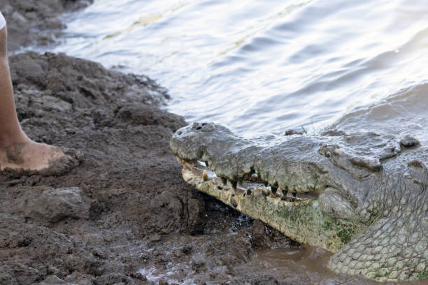 Crocodile approaching human  foot stock photo