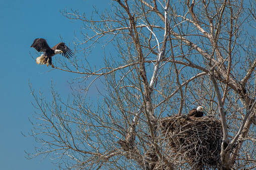 Bald Eagle landing near nest with mate sitting in nest in Montana, in western USA of North America.