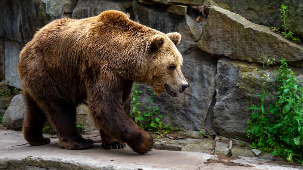 istock Brown bear or ursus walks on artificial stone wall. Predators in captivity, zoo or national park 1469540549