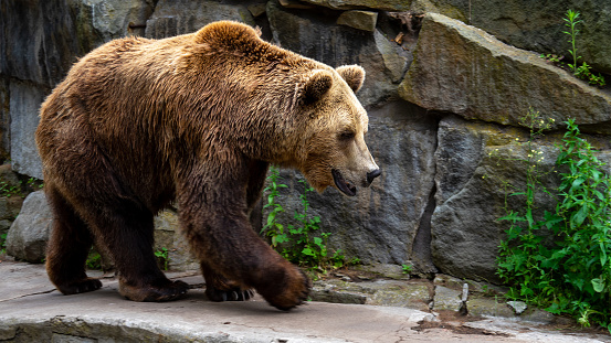 Brown bear or ursus walks on artificial stone wall. Predators in captivity, zoo or national park.