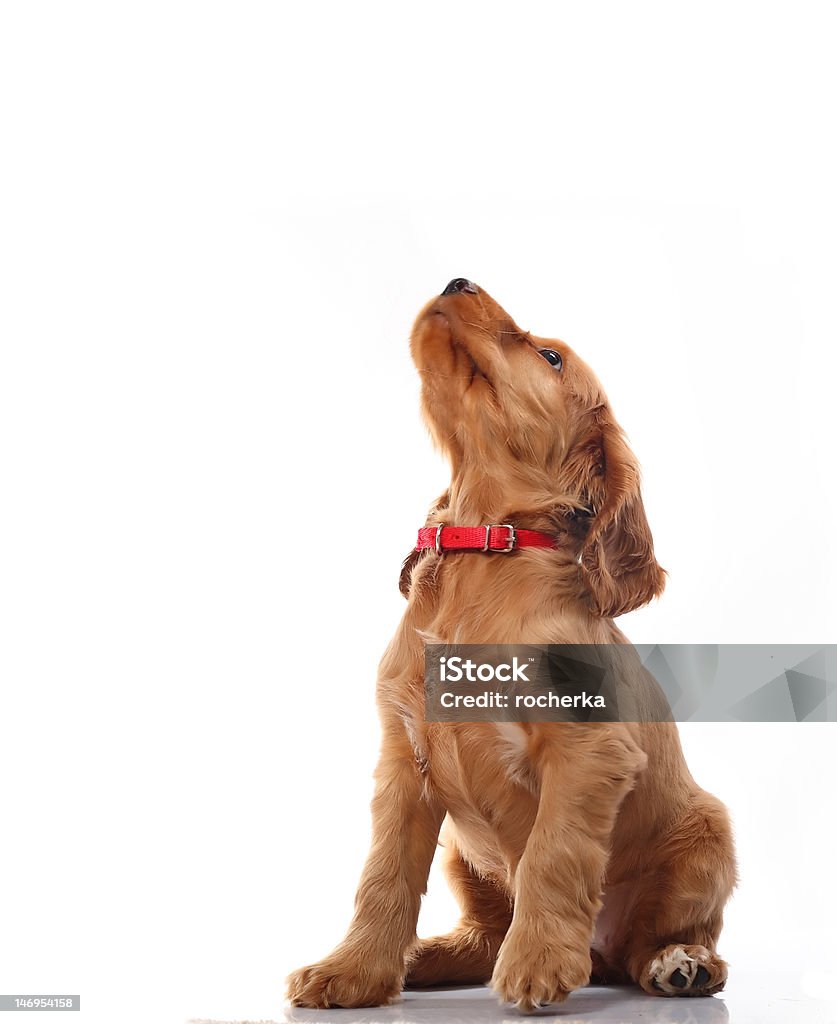 Puppy howling Puppy Stock Photo