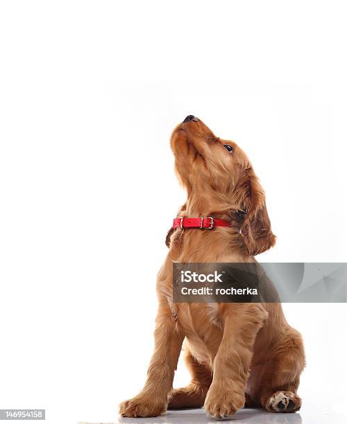 Puppy Howling Stock Photo - Download Image Now - Puppy, White Background, Cocker Spaniel