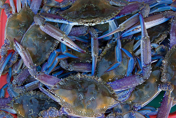 istock fresh catch of blue swimmer crabs 146954183