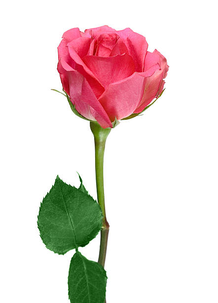 istock pink rose isolated on white background 146954274