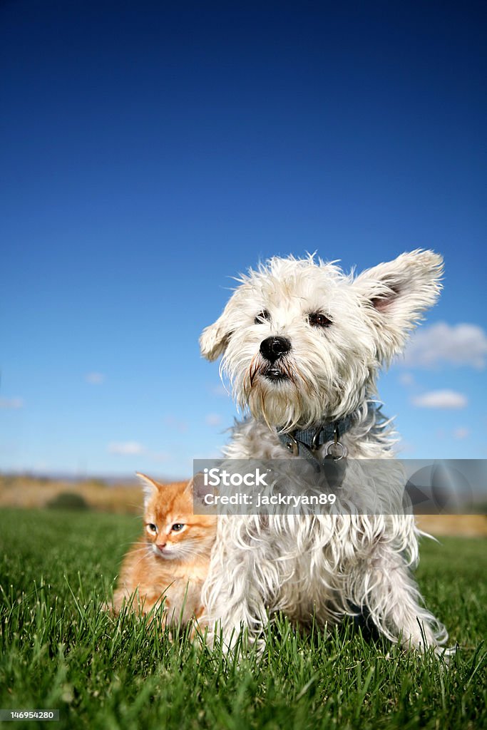 Gato e Cachorro - Foto de stock de Cão royalty-free