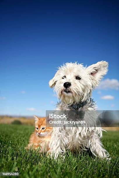 Foto de Gato E Cachorro e mais fotos de stock de Cão - Cão, Gato doméstico, Exterior