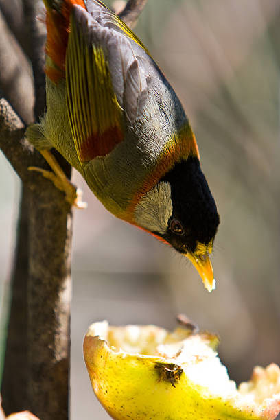 istock The birds were pecking 146954354