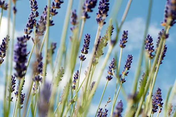 lavender in front of blue sky