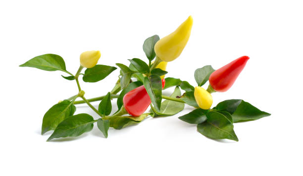 istock Small hot red chili isolated on white background 1469543700
