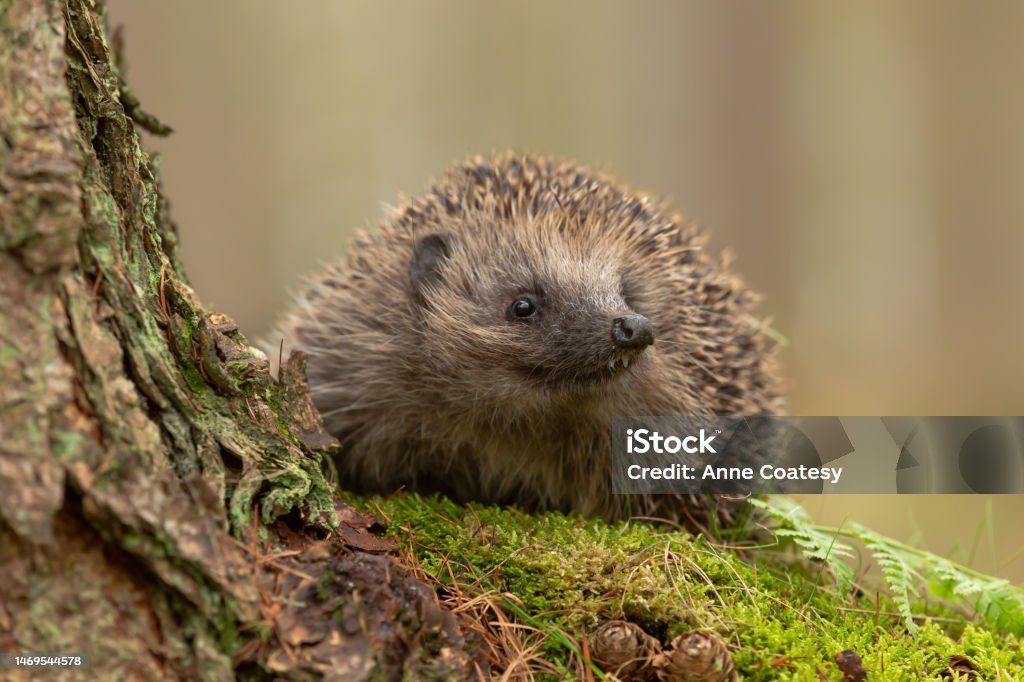 Hedgehog, Scientific name: Erinaceus Europaeus.  Close up of a wild, native, European hedgehog  in natural woodland habitat with head raised and two front teeth showing. Hedgehog, Scientific name: Erinaceus Europaeus.  Close up of a wild, native, European hedgehog  in natural woodland habitat with head raised and two front teeth showing.  Horizontal.  Space for copy. Animal Stock Photo