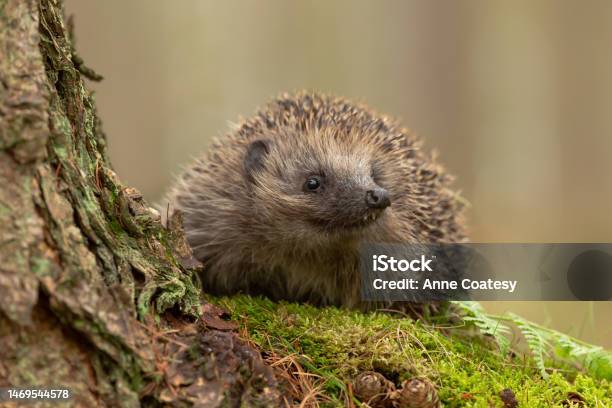 Hedgehog Scientific Name Erinaceus Europaeus Close Up Of A Wild Native European Hedgehog In Natural Woodland Habitat With Head Raised And Two Front Teeth Showing Stock Photo - Download Image Now