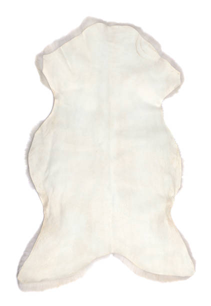 istock White sheep skin back side isolated on white background 1469545168