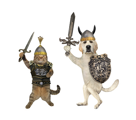 A beige cat and a dog labrador knights armed with swords. White background. Isolated.