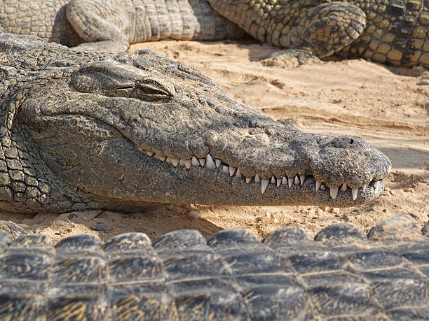 istock teenage crocodile with friends 146954609