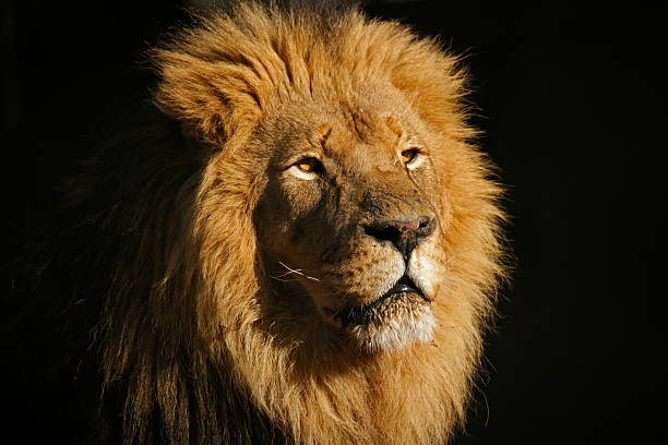 istock Big male African lion 146954753