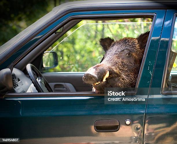 Wild Boar Guida Di Lavoro - Fotografie stock e altre immagini di Automobile - Automobile, Cinghiale - Animale, Cinghiale - Carne