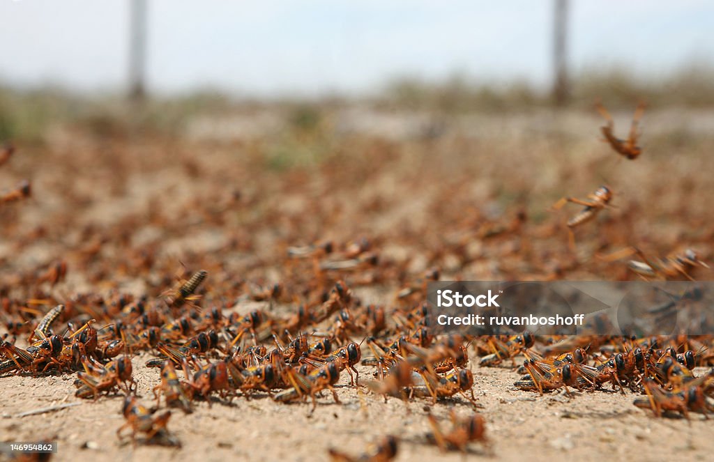 locust plague Grass Stock Photo