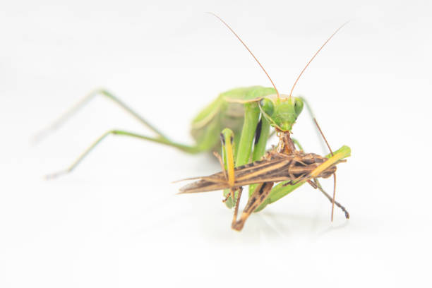 istock praying mantis eats a grasshopper close-up on a white background. Hunting in the world of insects. Prey for eating insects 1469549007