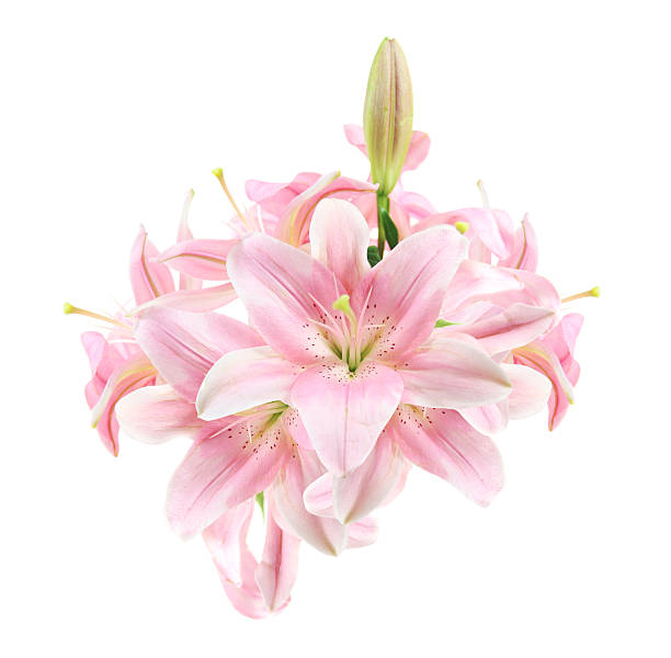 istock Tropical Flower, Lily Isolated over White 146954929