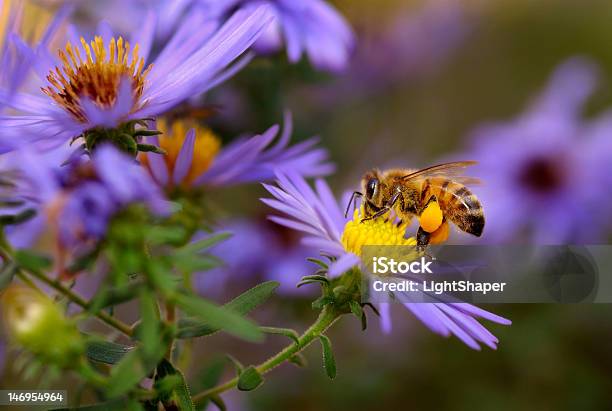 Aster Honeybee Su - Fotografie stock e altre immagini di Ape - Ape, Fiore, Ape domestica